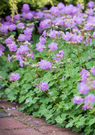 GERANIUM Karmina